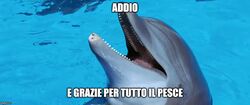 Addio e graze per tutto il pesce